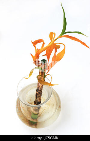 Sterbende Lucky Bamboo oder bekannt als Dracaena Braunii, Dracaena Sanderiana wachsen im Wasser mit Wurzeln, die auf weißen Hintergrund isoliert Stockfoto