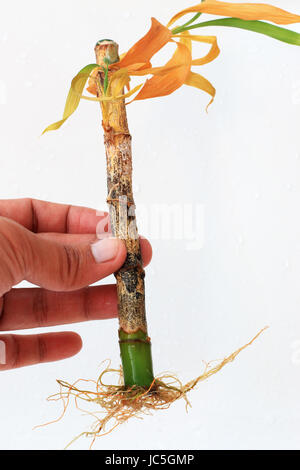 Sterbende Lucky Bamboo oder bekannt als Dracaena Braunii, Dracaena Sanderiana mit Wurzeln, die auf weißen Hintergrund isoliert Stockfoto