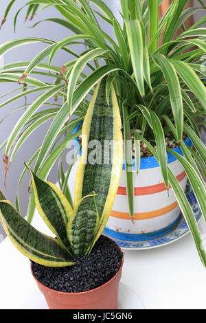 Chlorophytum Comosum Variegatum oder auch bekannt als Spider-Anlage und Sansevieria Trifasciata oder bekannt als Mutter-in-Law Zunge wächst in einem Topf Stockfoto