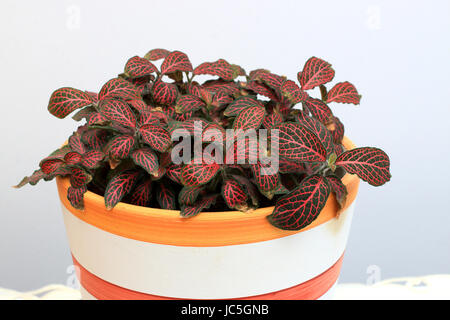 Nahaufnahme der Fittonia Nerv Pflanze, tropische Pflanze aus Peru - Terrarium Pflanze. Es wird auch Mosaik Pflanze genannt. Stockfoto