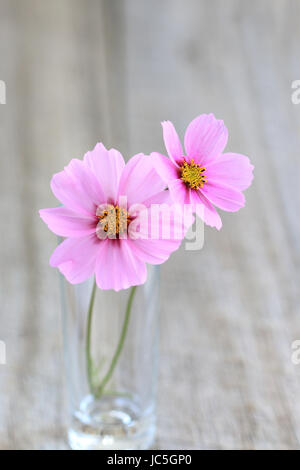 Nahaufnahme von rosa Cosmos Bipinnatus oder bekannt als mexikanische Aster, schneiden Blatt Kosmos in voller Blüte Stockfoto