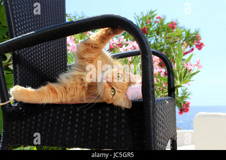 Hauskatze, Ingwer, rot gestromt, liegend auf einem schwarzen Garten Stuhl vor blühenden Oleanderbüsche am Meer Stockfoto