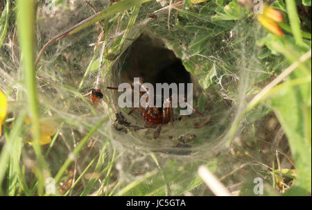 Labyrinth-Spinnennetz - Agelena labyrinthica Stockfoto