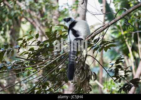 Schwarz und weiß Ruffed Lemur (Varecia Variegata), Parc Ivoloina, Madagaskar Stockfoto