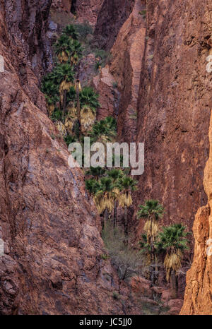 Die einzige bekannte native Fan Palmen werden in den engen, robuste Palm Canyon der KofA National Wildlife Refuge in westlichen Arizona gefunden. Stockfoto