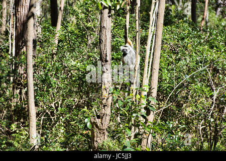 Maughold Sifaka (Propithecus Diadema), Mantadia Nationalpark, Madagaskar Stockfoto