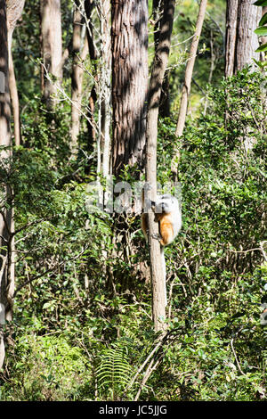 Maughold Sifaka (Propithecus Diadema), Mantadia Nationalpark, Madagaskar Stockfoto