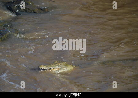 Nilkrokodil Stockfoto