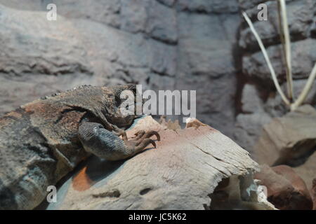 Grüner Leguan auf Felsen im zoo Stockfoto