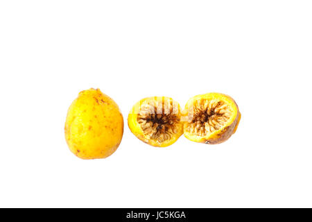 Weinende Feigen, Ficus Benjamina Obst auf weißem Hintergrund Stockfoto