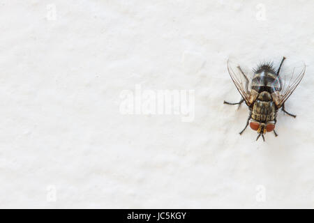 Nahaufnahme Blow Fly, Aas Fliege, Schmeißfliegen, cyaneopubescens oder Cluster Fliege an weißer Wand Stockfoto