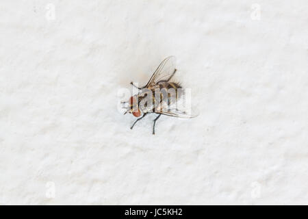 Nahaufnahme Blow Fly, Aas Fliege, Schmeißfliegen, cyaneopubescens oder Cluster Fliege an weißer Wand Stockfoto