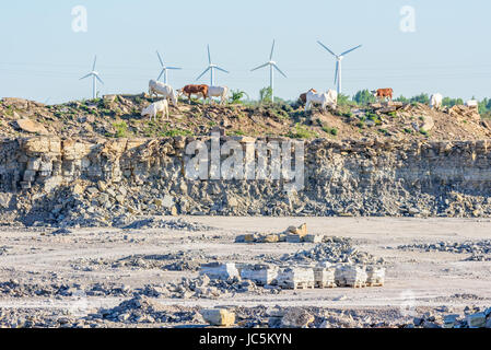 Gruppe von Milchvieh oder Milchkühe auf den Klippen von einem Kalksteinbruch. Windkraftanlagen im Hintergrund. Stockfoto