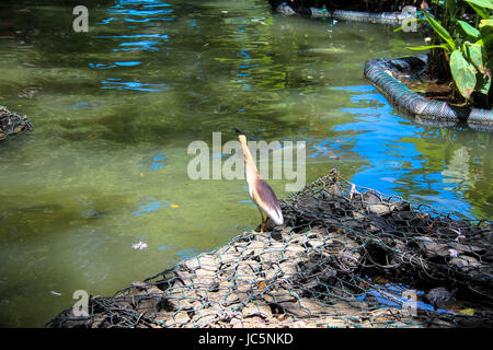 Weißer Reiher, die neben einer Ente sitzt auf einem Ast über dem See in Kandy Stockfoto