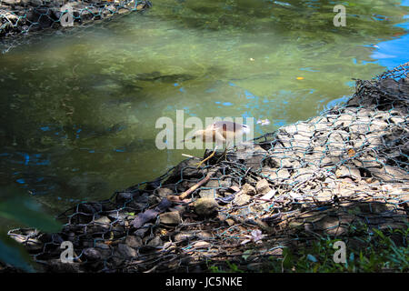 Weißer Reiher, die neben einer Ente sitzt auf einem Ast über dem See in Kandy Stockfoto