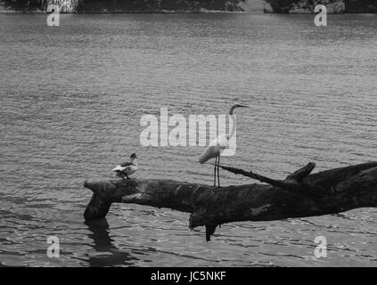 Weißer Reiher, die neben einer Ente sitzt auf einem Ast über dem See in Kandy Stockfoto