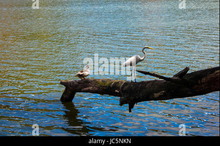 Weißer Reiher, die neben einer Ente sitzt auf einem Ast über dem See in Kandy Stockfoto