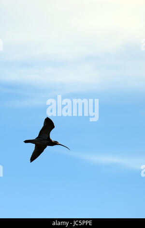 Eurasische Brachvogel (Numenius Arquata) fliegen am Himmel. Vertikales Bild. Stockfoto