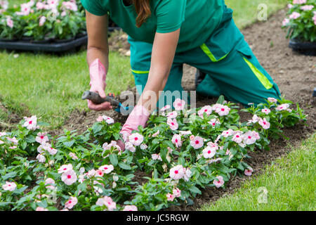 Gartenarbeit Frau pflanzt Blumen im Stadtpark Stockfoto