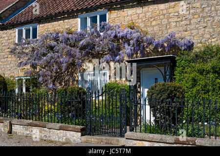 Lila Wisteria Blumen blühen auf der Vorderseite einer Landhauswand im Frühling England Großbritannien Großbritannien Großbritannien Großbritannien Stockfoto