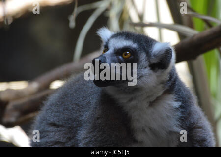 Ring Tailed Lemur Stockfoto