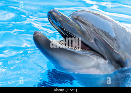 Porträt von einem Delphin-Nahaufnahme Stockfoto