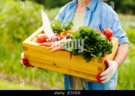 Ältere Frau mit Box mit Gemüse Stockfoto