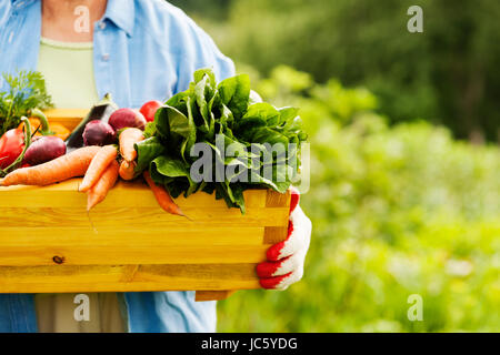 Ältere Frau mit Box mit Gemüse Stockfoto