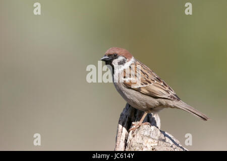 Eurasische Baum-Spatz (Passer Montanus) hocken auf Stück Holz, Rumänien Stockfoto