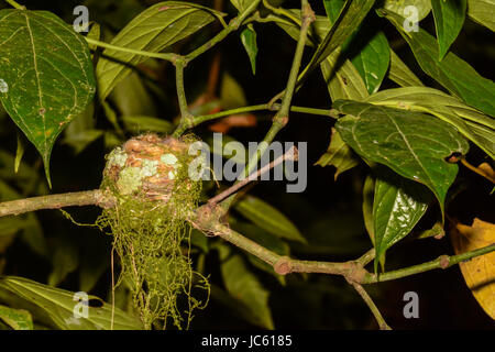 Rufous-tailed Hummingbird Nest Stockfoto