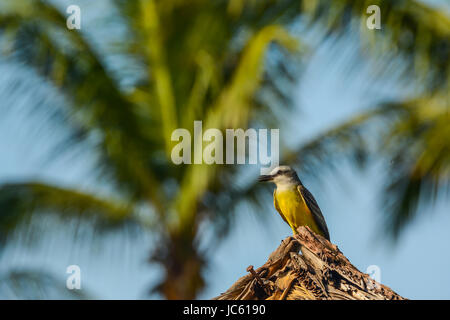 Tropischen Kingbird Stockfoto