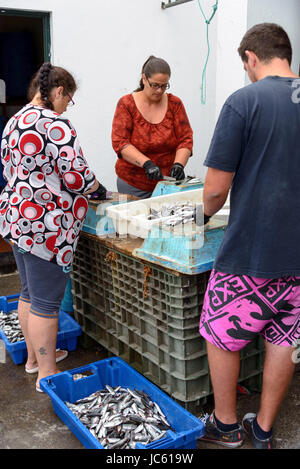 Menschen Prozess Fisch, Sao Mateus de Calheta von Terceira, Azoren, Portugal, Menschen Verarbeiten Fisch, Sao Mateus de Calheta aus, gewesen Stockfoto