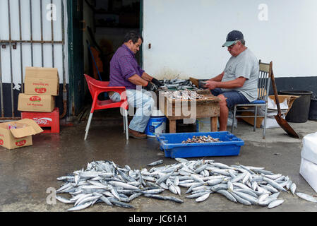 Menschen Prozess Fisch, Sao Mateus de Calheta von Terceira, Azoren, Portugal, Menschen Verarbeiten Fisch, Sao Mateus de Calheta aus, gewesen Stockfoto