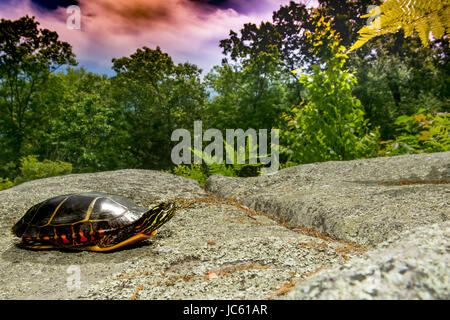 Östliche gemalte Schildkröte Stockfoto