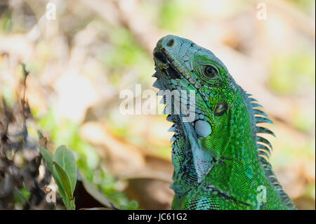 Nahaufnahme von grüner Leguan der Caribbean - Le Gosier - Guadeloupe-Antillen-Insel Stockfoto