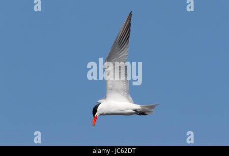 Raubseeschwalbe (Hydroprogne Caspia) Erwachsene im Sommer Gefieder fliegt über Fluss Donau, Rumänien Stockfoto