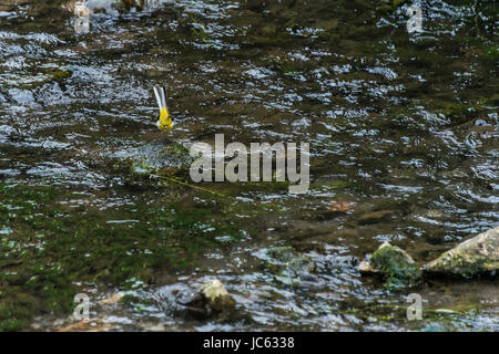 Eine Gebirgsstelze (Motacilla Cinerea) sammeln von Insekten am Fluss Cheddar Yeo in Cheddar, Somerset Stockfoto