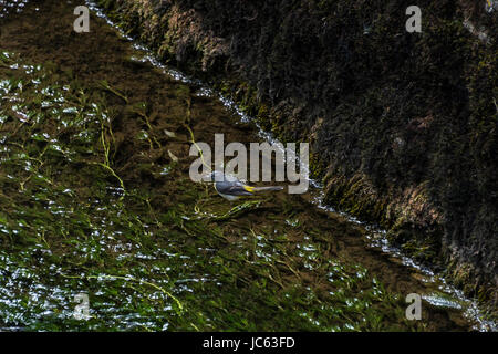 Eine Gebirgsstelze (Motacilla Cinerea) sammeln von Insekten am Fluss Cheddar Yeo in Cheddar, Somerset Stockfoto