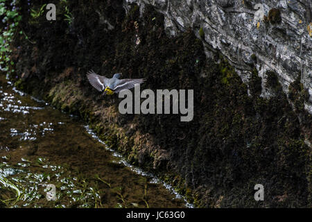 Eine Gebirgsstelze (Motacilla Cinerea) im Flug sammeln von Insekten über den Cheddar Yeo-Fluss in Cheddar, Somerset Stockfoto