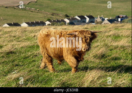 Galloway | Traditionsmusik Highland Cattle, Sandend, Schottland, Großbritannien, Europa / Galloway, Jungtier, Galloway | Traditionsmusik Hochlandrind, Schott Stockfoto