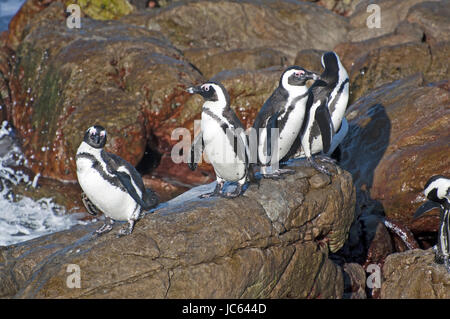 Pinguin, Brillen Pinguin, Bettys Bay, Bettys Bay, Kapstadt, Südafrika (Spheniscus Demersus), Pinguin, Brillenpinguin, Western Cape, Suedafrika Stockfoto