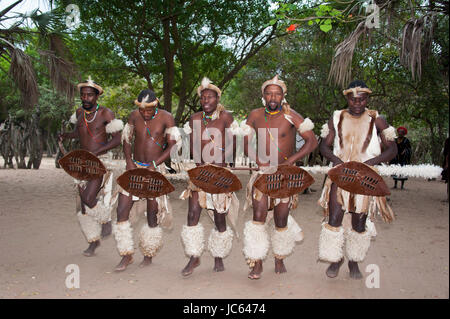 Traditioneller Tanz, Duma Zulu, Duma Zulu, traditionelles Dorf, Museumsdorf, Kwa Zulu Natal, South Africa, KwaZulu-Natal, DumaZu, Traditioneller Tanz Stockfoto