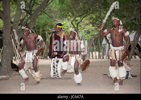 Traditioneller Tanz, Duma Zulu, Duma Zulu, traditionelles Dorf, Museumsdorf, Kwa Zulu Natal, South Africa, KwaZulu-Natal, DumaZu, Traditioneller Tanz Stockfoto