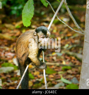 Junge mit Kapuze Kapuziner Affen in den Bäumen klettern. Teufelsinsel Stockfoto