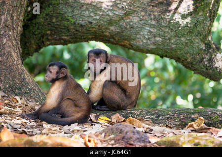 Zwei vermummte Kapuziner-Affen. Teufelsinsel Stockfoto