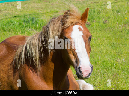 Eine Nahaufnahme von einer schönen verspielten jungen Fohlen mit Kopf und Mähne wie es an einem sonnigen Tag in einem Feld legt sich Stockfoto