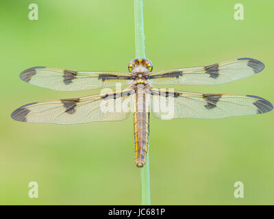 Eine Tau bedeckt Teneral weibliche zwölf entdeckt Skimmer (Libellula Pulchella) Libelle wartet auf den Flügeln, vor dem Erstflug zu verhärten. Stockfoto