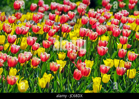 Rote und gelbe Tulpen, Tulipa SPP - Tulpenfeld, Rote Und Branchentelefonbuch Tulpen, Tulipa spp. - Tulpenfeld Stockfoto