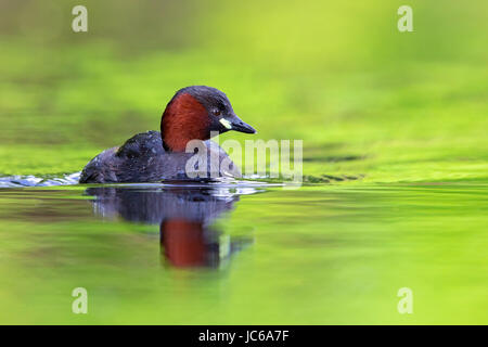 Midget Taucher, Podiceps Ruficollis, Zwergtaucher, Zwergtaucher Stockfoto