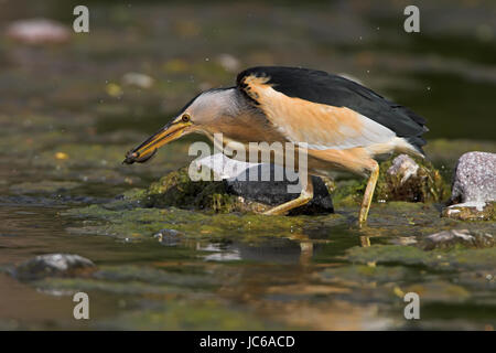 Wenig Rohrdommel, gemeinsame kleine Rohrdommel, Ixobrychus minutus, ein Planschbecken Vogel in der Heron Familie Stockfoto